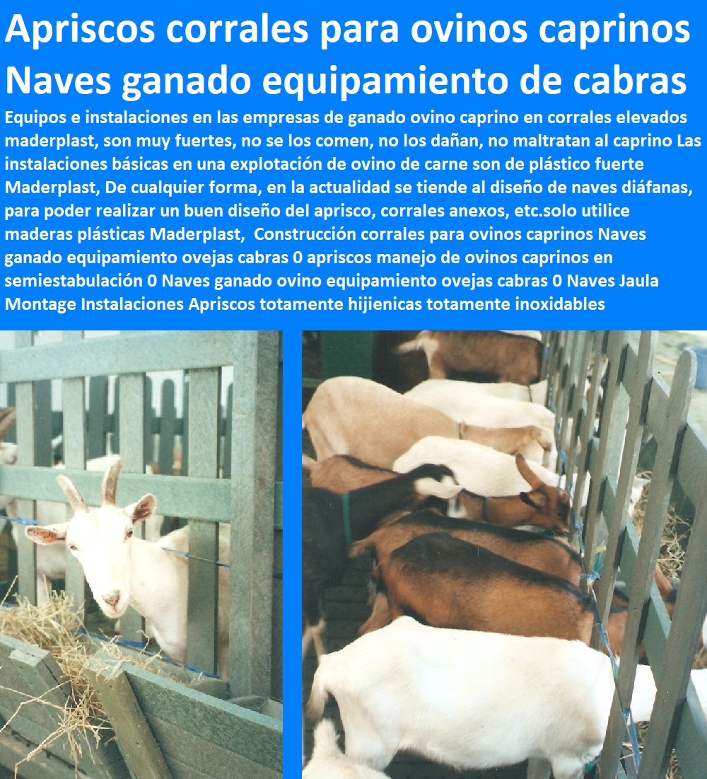 Construcción corrales para ovinos caprinos Naves ganado equipamiento ovejas cabras 0 apriscos manejo de ovinos caprinos en semiestabulación 0 Naves ganado ovino equipamiento ovejas cabras 0 corral de cabras apriscos corrales para caprinos estabulación ovejas cabras cabritos borregos chivos chivas, corralejas elevadas, apriscos estabulación de caprinos. planos de apriscos para cabras, establo para cabras, diseño de corrales para cabras, proyecto cabras lecheras en corral, corrales para cabras lecheras, Naves Jaula Montage Instalaciones Apriscos Construcción corrales para ovinos caprinos Naves ganado equipamiento ovejas cabras 0 apriscos manejo de ovinos caprinos en semiestabulación 0 Naves ganado ovino equipamiento ovejas cabras 0 Naves Jaula Montage Instalaciones Apriscos